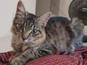 Gato raça  idade 7 a 11 meses nome Mia