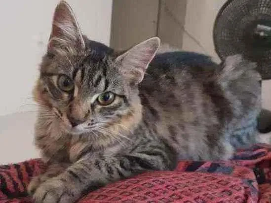 Gato ra a  idade 7 a 11 meses nome Mia