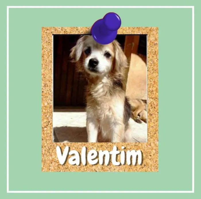 Cachorro ra a SRD-ViraLata idade 5 anos nome Valentim