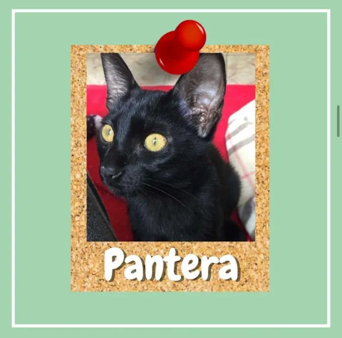 Gato ra a SRD-ViraLata idade 2 a 6 meses nome Pantera