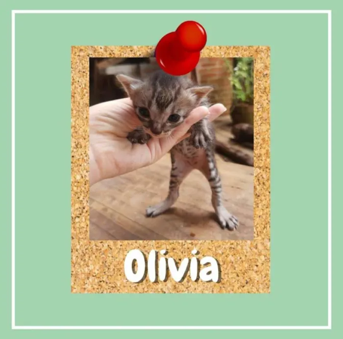 Gato ra a SRD-ViraLata idade Abaixo de 2 meses nome Olivia