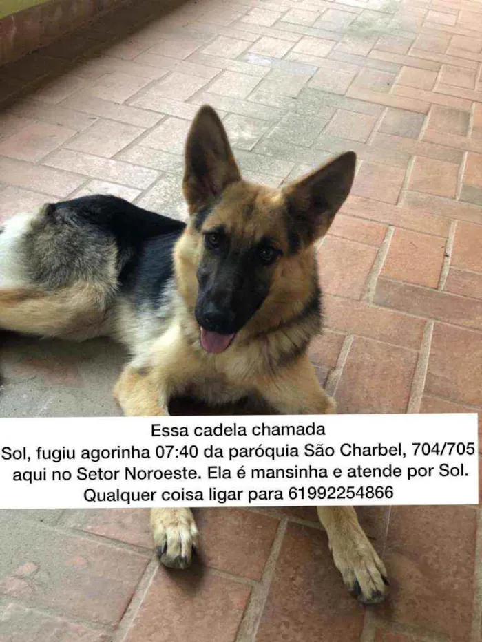 Cachorro ra a Pastor alemão  idade 1 ano nome Sol