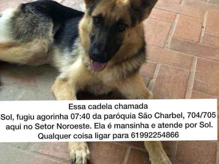 Cachorro ra a Pastor alemão  idade 1 ano nome Sol