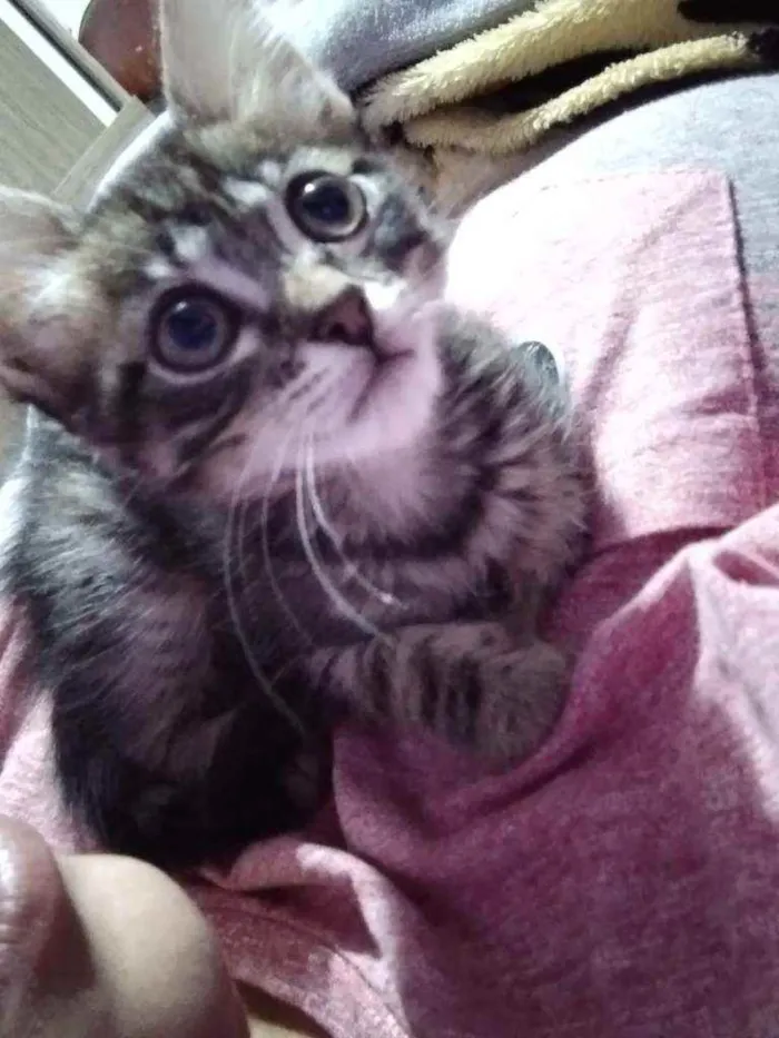 Gato ra a  idade 2 a 6 meses nome Por conta do adotant