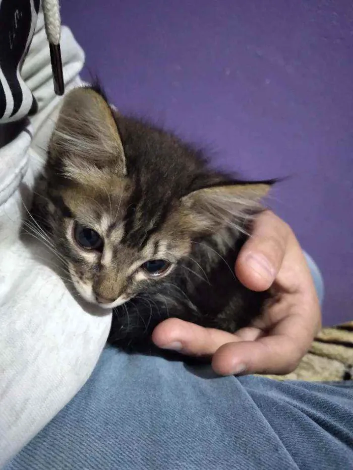 Gato ra a  idade 2 a 6 meses nome Por conta do adotant