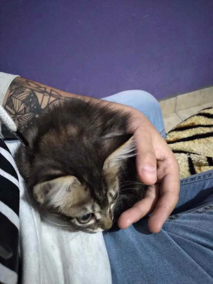Gato ra a  idade 2 a 6 meses nome Por conta do adotant