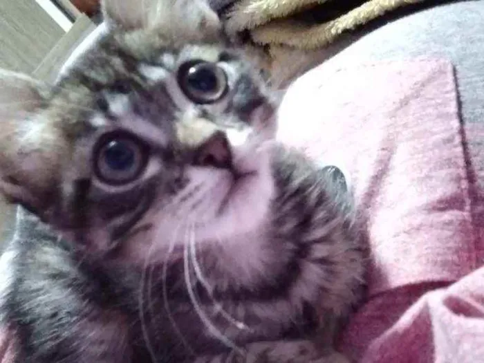 Gato ra a  idade 2 a 6 meses nome Por conta do adotant
