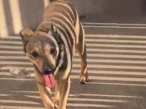 Cachorro raça Srd idade 1 ano nome Luppy 