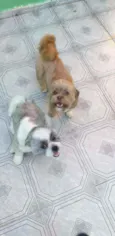 Shihtzu 