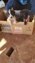 Bob