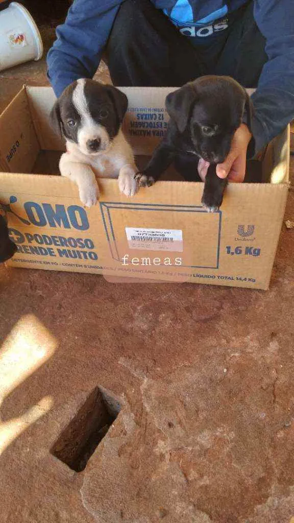 Cachorro ra a  idade 2 a 6 meses nome Bob