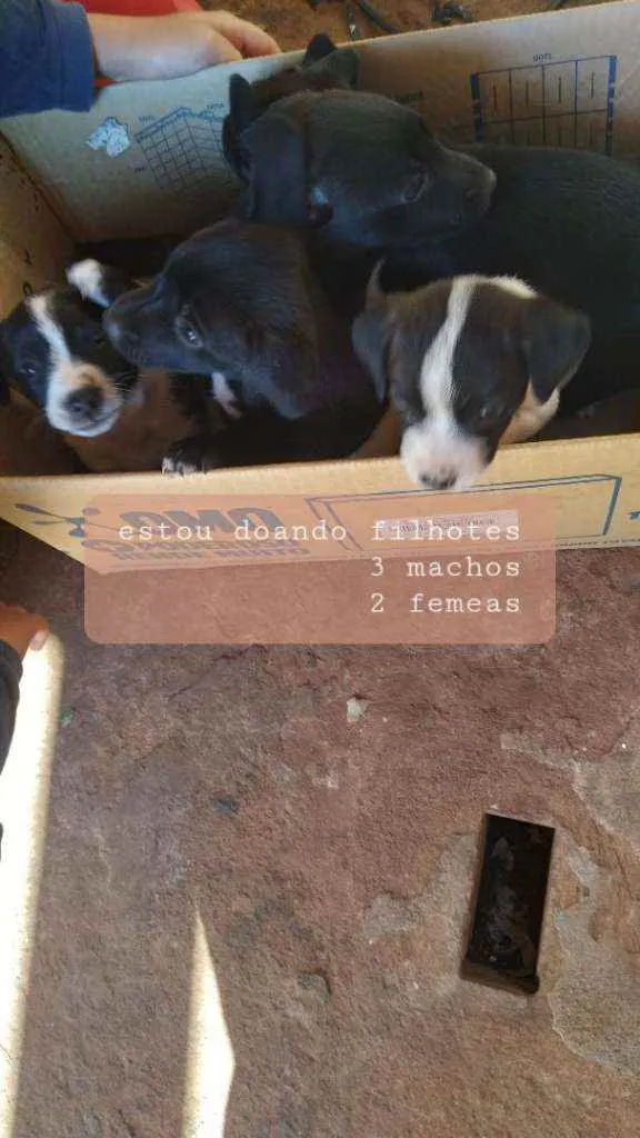 Cachorro ra a  idade 2 a 6 meses nome Bob