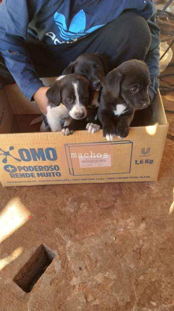 Cachorro ra a  idade 2 a 6 meses nome Bob
