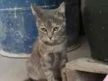 Gato raça nao sei  idade 2 a 6 meses nome nao temos 