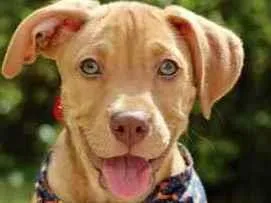 Cachorro raça SRD  idade 2 a 6 meses nome Riz 