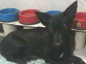 Cachorro raça SRD-ViraLata idade 7 a 11 meses nome Neguinha