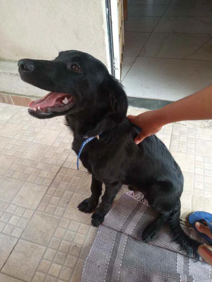 Cachorro ra a Vira lata  idade 7 a 11 meses nome Negao 