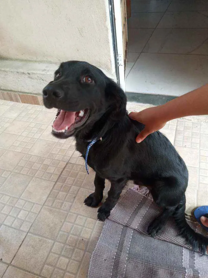 Cachorro ra a Vira lata  idade 7 a 11 meses nome Negao 