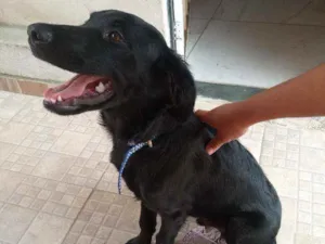 Cachorro raça Vira lata  idade 7 a 11 meses nome Negao 