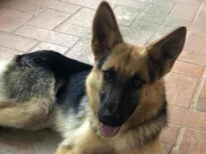 Cachorro raça Pastor alemão  idade 1 ano nome Sol