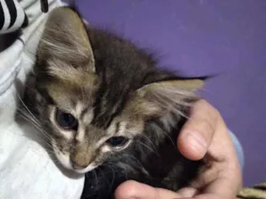 Gato raça  idade 2 a 6 meses nome Por conta do adotant