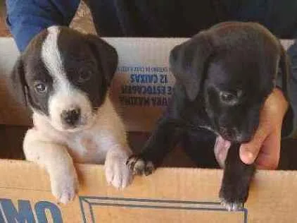 Cachorro ra a  idade 2 a 6 meses nome Bob