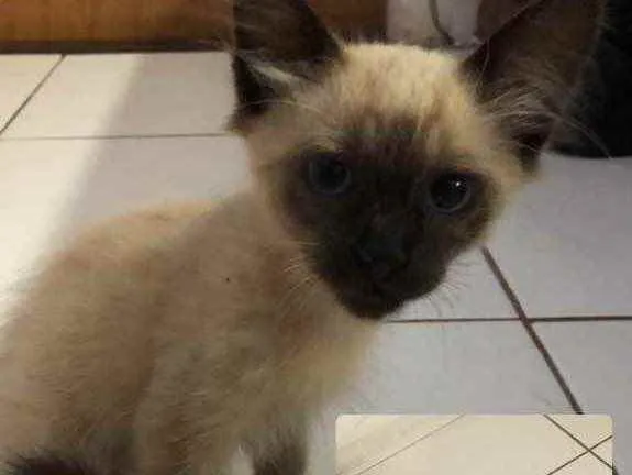 Gato ra a Não sei  idade Abaixo de 2 meses nome (Sem nome)