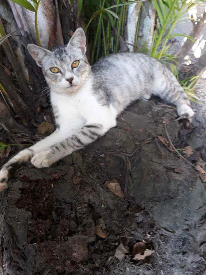 Gato raça Vira Lata  idade 7 a 11 meses nome Romeu