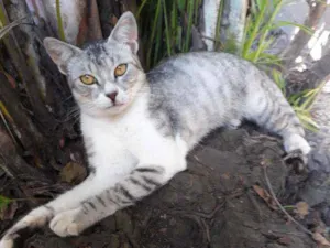Gato raça Vira Lata  idade 7 a 11 meses nome Romeu
