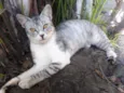 Romeu
