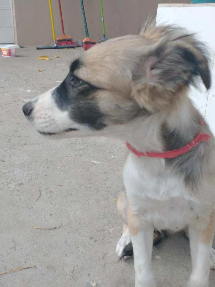 Cachorro ra a Vira lata  idade 2 a 6 meses nome Sem nome ainda 