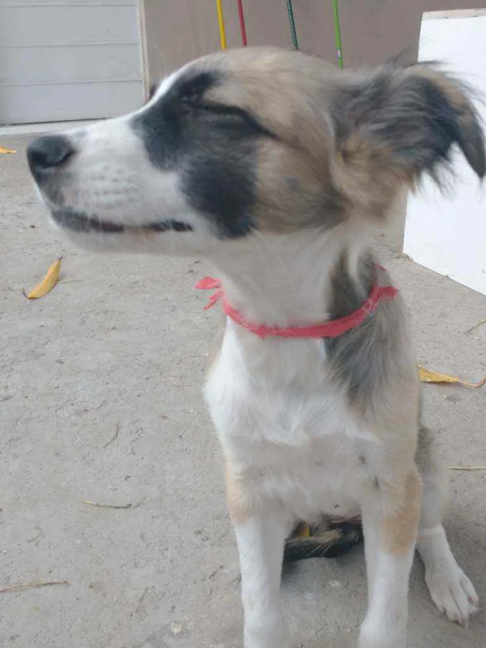 Cachorro ra a Vira lata  idade 2 a 6 meses nome Sem nome ainda 