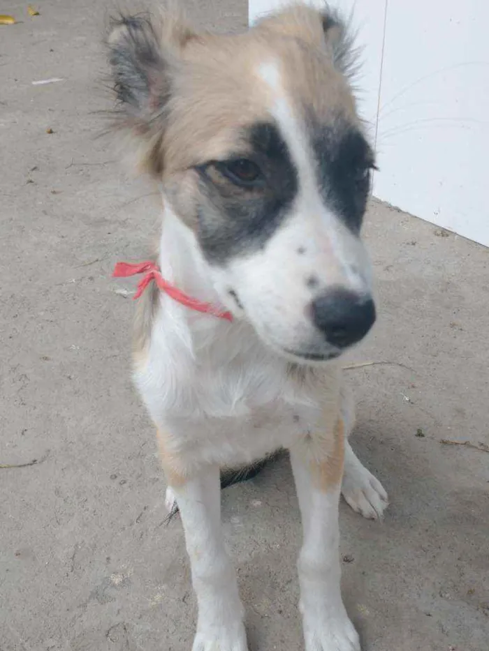 Cachorro ra a Vira lata  idade 2 a 6 meses nome Sem nome ainda 