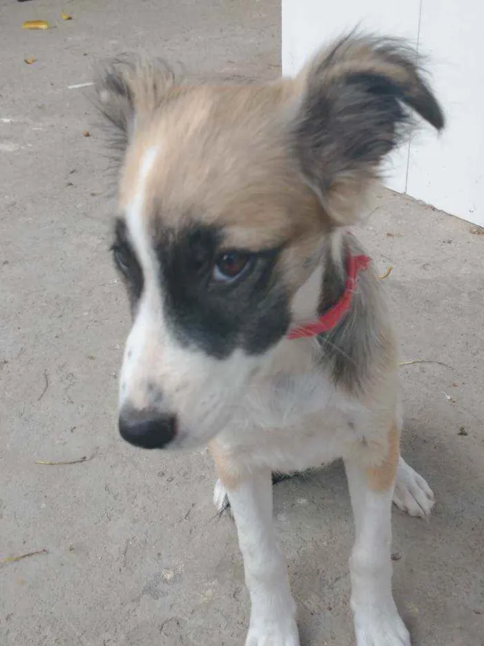 Cachorro ra a Vira lata  idade 2 a 6 meses nome Sem nome ainda 