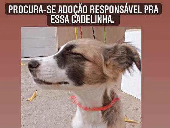 Cachorro ra a Vira lata  idade 2 a 6 meses nome Sem nome ainda 