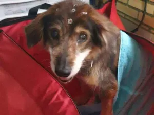Cachorro raça Indefinida idade 6 ou mais anos nome Me deem uma Chance