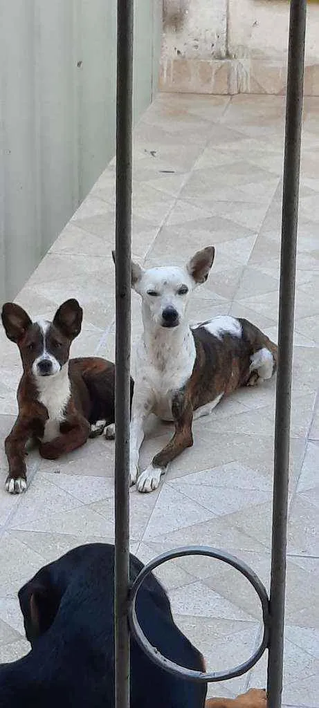 Cachorro ra a Vira-latas  idade 2 a 6 meses nome No tein