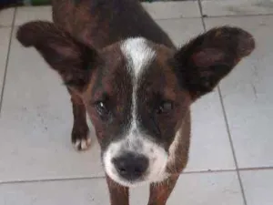 Cachorro raça Vira-latas  idade 2 a 6 meses nome No tein