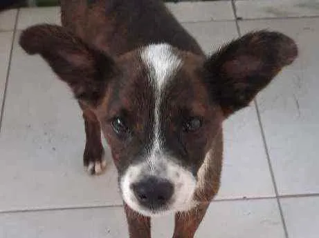 Cachorro ra a Vira-latas  idade 2 a 6 meses nome No tein