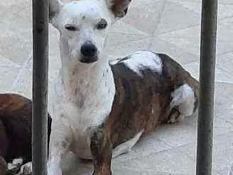 Cachorro ra a Bira lata  idade 2 anos nome No tein 