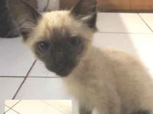 Gato raça Não sei  idade Abaixo de 2 meses nome (Sem nome)