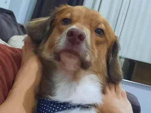 Cachorro raça Vira lata idade 1 ano nome Zen