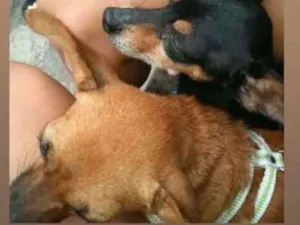 Cachorro raça pinsher e uma misticada  idade 6 ou mais anos nome rabito e nina 