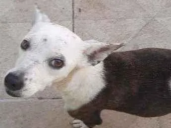 Cachorro ra a Bira lata  idade 2 anos nome No tein 