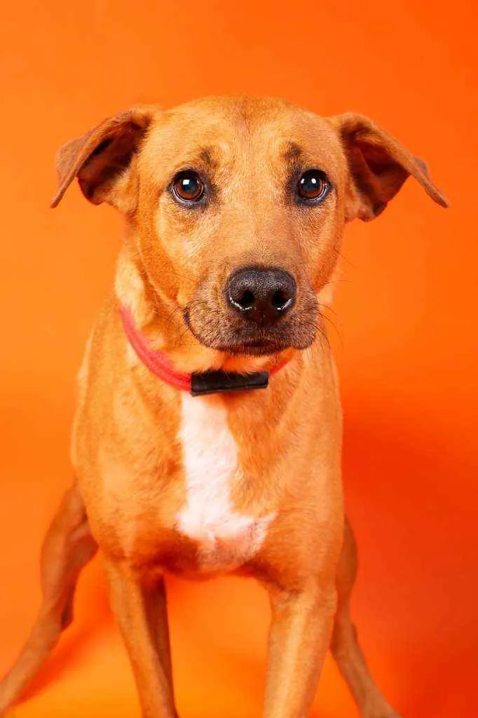 Cachorro raça SRD  idade 2 anos nome Edu 