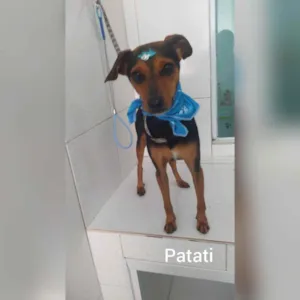 Cachorro raça SRD  idade 1 ano nome Patati 