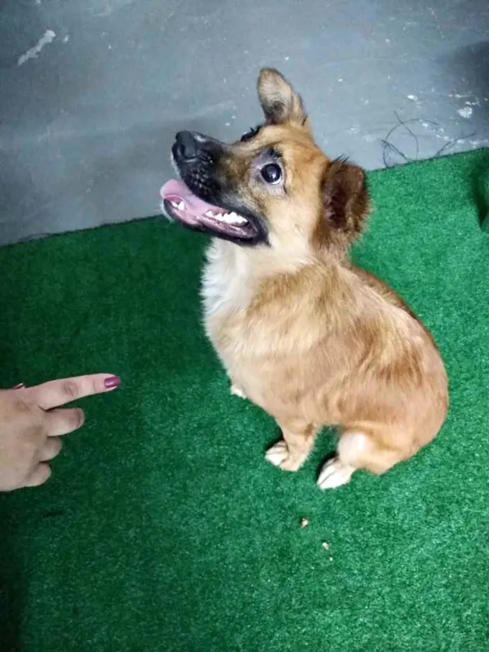 Cachorro raça Srd idade 1 ano nome Nala linda e fofa