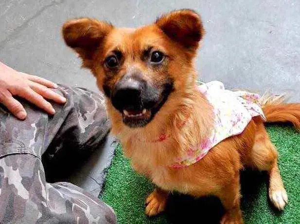 Cachorro raça Srd idade 1 ano nome Nala linda e fofa