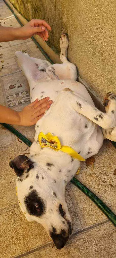 Cachorro ra a Dálmata  idade 3 anos nome Charlotte 