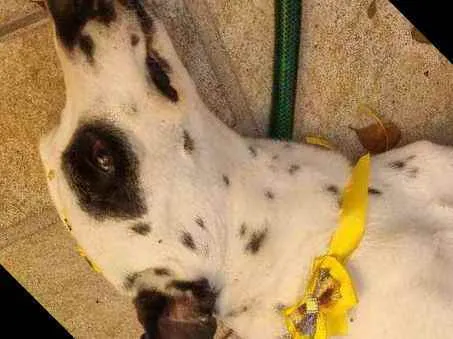 Cachorro ra a Dálmata  idade 3 anos nome Charlotte 